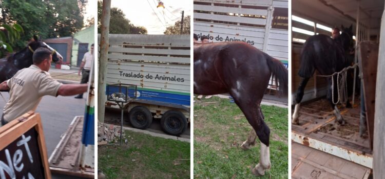 El Municipio coordinó el rescate de un caballo que se encontraba en muy mal estado en barrio Lubo