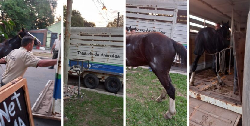 El Municipio coordinó el rescate de un caballo que se encontraba en muy mal estado en barrio Lubo