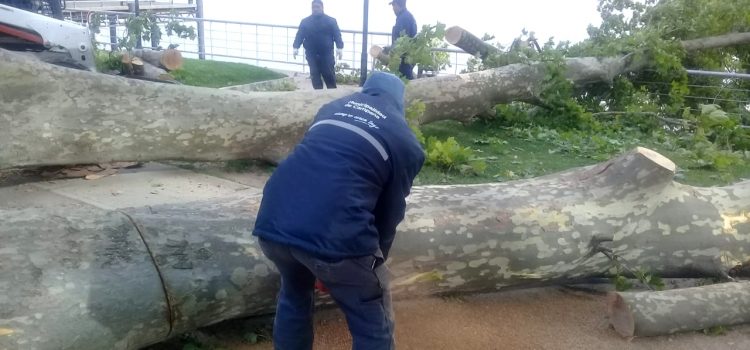 Rápido accionar del Municipio para responder a la caída de un árbol en la Nueva Costanera